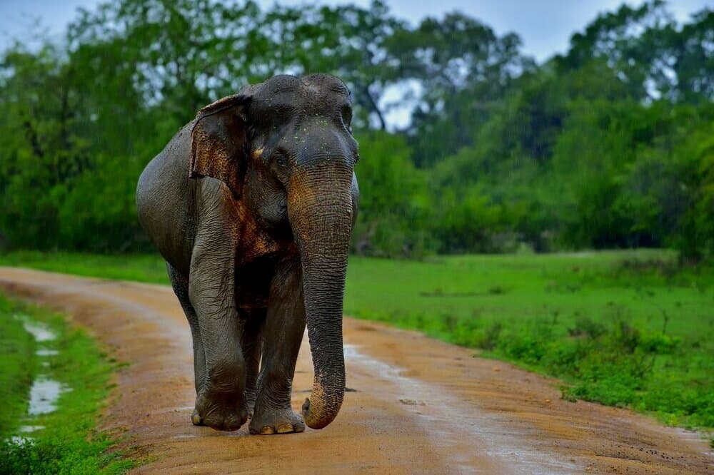 Wild Elephants