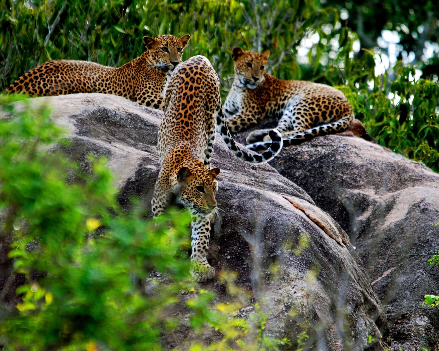 Sri Lankan Wildlife