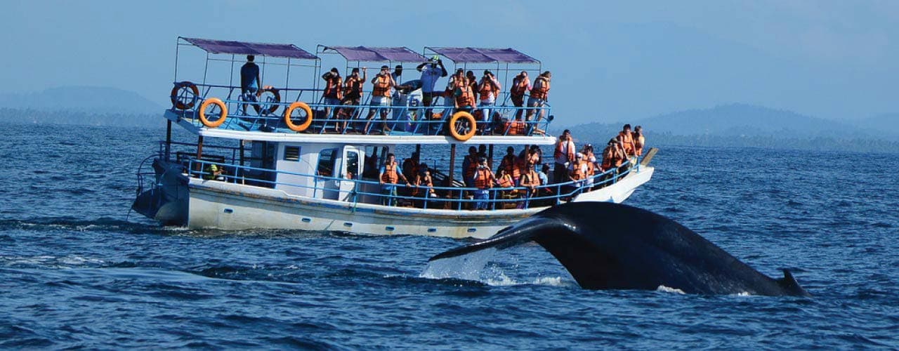 Whale Watching