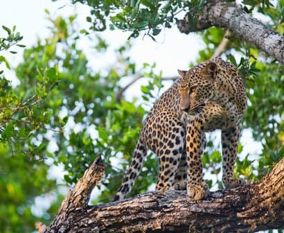 Wildlife Safari